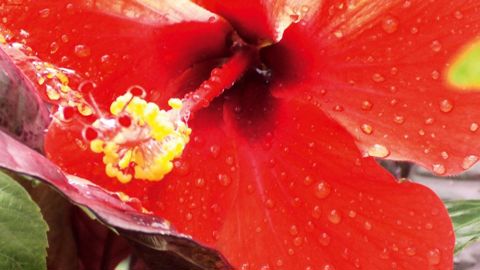 Végépolys a réalisé un focus sur le potentiel cosmétique des plantes d'ornement en réalisant, notamment, une étude bibliographique sur différents végétaux : le magnolia, l'hibiscus, l'hortensia, le cyclamen, la pensée, la clématite, ou encore le camélia.