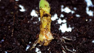 La larve de Duponchelia fovealis - ici détectée dans un jeune plant de Pelargonium zonale - peut entraîner le flétrissement du feuillage, en rongeant les pétioles ou en creusant des galeries à l'intérieur des tiges, du collet et des racines.PHOTOS : JÉRÔME JULLIEN La larve de Duponchelia fovealis - ici détectée dans un jeune plant de Pelargonium zonale - peut entraîner le flétrissement du feuillage, en rongeant les pétioles ou en creusant des galeries à l'intérieur des tiges, du collet et des racines.PHOTOS : JÉRÔME JULLIEN