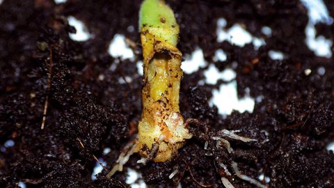 La larve de Duponchelia fovealis - ici détectée dans un jeune plant de Pelargonium zonale - peut entraîner le flétrissement du feuillage, en rongeant les pétioles ou en creusant des galeries à l'intérieur des tiges, du collet et des racines.PHOTOS : JÉRÔME JULLIEN