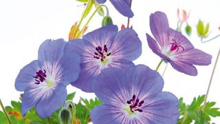 Les Jeans de Cerdys jouent sur la mode pour le jeans, très tendance cette année, en déclinant une gamme de plantes aux tons bleus. Le concept a été présenté il y a deux semaines au Salon du végétal d'Angers. Les Jeans de Cerdys jouent sur la mode pour le jeans, très tendance cette année, en déclinant une gamme de plantes aux tons bleus. Le concept a été présenté il y a deux semaines au Salon du végétal d'Angers.