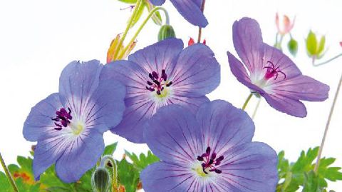 Les Jeans de Cerdys jouent sur la mode pour le jeans, très tendance cette année, en déclinant une gamme de plantes aux tons bleus. Le concept a été présenté il y a deux semaines au Salon du végétal d'Angers.