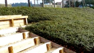 PHOTO : PÉPINÈRES DU BUYET