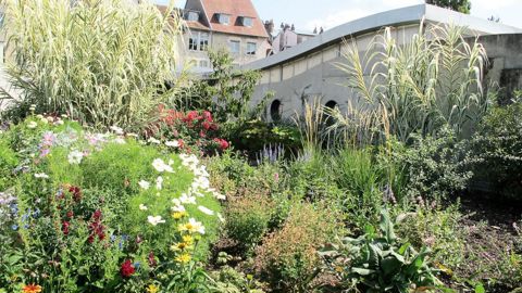 Le « tout-saisonnier » a vécu dans les espaces fleuris des collectivités, mais il ne faut pas l'opposer au « tout-pérenne ». Les deux visions peuvent cohabiter.