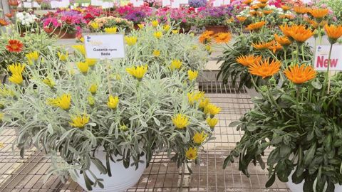 En 2016, nouveautés et tendances se dévoileront dans 52 firmes réparties dans une trentaine de sites sur 3 zones géographiques, aux Pays-Bas et en Allemagne.