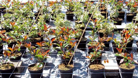 Outre la matinée technique, les visiteurs pourront s'informer sur les autres essais menés par les stations de l'Institut sur le stand Astredhor (hall de liaison, allée J, stand 306).PHOTO : VALÉRIE VIDRIL