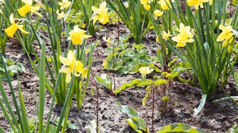 Les Fêtes du Printemps de Verver Export permettent de découvrir l'ensemble des nouveaux mélanges proposés au catalogue.PHOTO : VERVER EXPORT