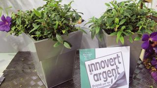 Pas facile de présenter et de mettre en valeur, à contre-saison, des plantes bien fleuries... Certains genres et espèces n'ont pas tous leurs atours en février pour viser la médaille d'or...PHOTO : ODILE MAILLARD