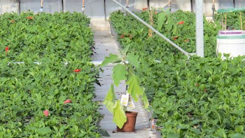 La Protection biologique intégrée, en particulier l'emploi des plantes de services, implique des changements de méthodes, mais aussi de mentalité : l'observation et la prévention priment sur l'action curative.PHOTO : VALÉRIE VIDRIL