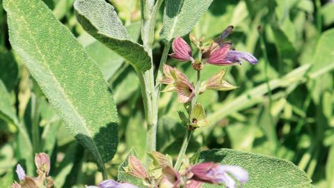 La sauge fait partie des substances naturelles à usage biostimulant autorisées en tant que plante mentionnée à l'article D. 4211-11 du code de la santé publique.