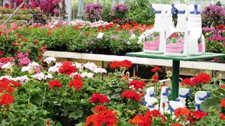 Le marché du jardin a reculé de 6,1 % en 2013, sous l'effet cumulé de la météo, de la conjoncture difficile... et des taxes qui sont venues plomber encore plus les jardineries. Le marché du jardin a reculé de 6,1 % en 2013, sous l'effet cumulé de la météo, de la conjoncture difficile... et des taxes qui sont venues plomber encore plus les jardineries.