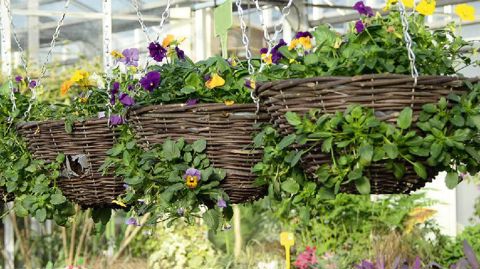 Le Pass'Filières doit permettre aux quarante-trois horticulteurs et pépiniéristes d'Île-de-France de trouver un nouveau souffle grâce à la mise en place d'un plan d'actions sur trois ans.PHOTO : FRANCIS GINESTET