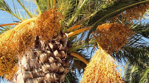 Selon la municipalité de Hyèresles-Palmiers, six cents palmiers ont été abattus en six ans, soit environ un dixième du patrimoine.