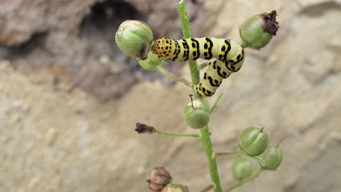 L'urbanisation croissante agit comme un filtre sélectionnant les quelques espèces capables de s'y adapter, le plus souvent des espèces dites généralistes, au détriment des espèces spécialistes d'une unique ressource.