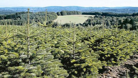 SapinExpo souhaite regrouper l'ensemble des professionnels de la filière. En 2014, 5,7 millions de sapins de Noël naturels ont été vendus en France, avec un chiffre d'affaires de 147,6 millions d'euros (source : panel TNS Sofres 2014).PHOTO : AFSNN