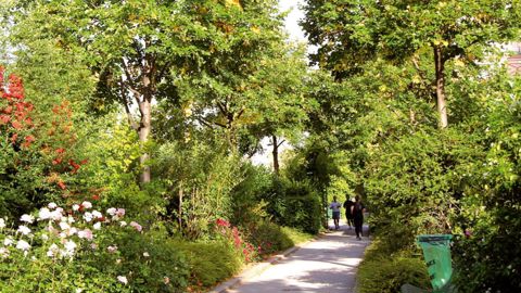 Parmi les expérimentations sur l'arbre en ville, certaines visent à améliorer les propriétés agronomiques des sols urbains qui, soumis à de fortes pressions (tassement...), limitent le développement de la végétation.PHOTO : FRANCIS GINESTET