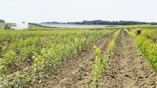 Plus gros employeur de la région avec 4 616 salariés en horticulture et pépinière, le Maine-et-Loire est le seul département de la région à ne pas enregistrer d'augmentation en 2012.PHOTO : ODILE MAILLARD Plus gros employeur de la région avec 4 616 salariés en horticulture et pépinière, le Maine-et-Loire est le seul département de la région à ne pas enregistrer d'augmentation en 2012.PHOTO : ODILE MAILLARD