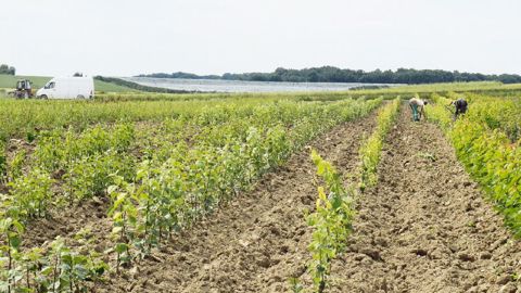 Plus gros employeur de la région avec 4 616 salariés en horticulture et pépinière, le Maine-et-Loire est le seul département de la région à ne pas enregistrer d'augmentation en 2012.PHOTO : ODILE MAILLARD