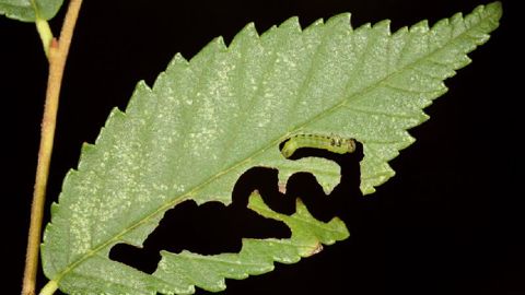 Larve d'Aproceros leucopoda sur feuille d'orme.PHOTO : GYORGY CSOKA, HUNGARY FOREST RESEARCH INSTITUTE, BUGWOOD.ORG