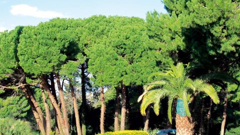 Parmi les risques surveillés, on redoute notamment l'arrivée programmée en France du nématode du pin et la menace de Xylella fastidiosa, qui provoque la Leaf Scorch sur le laurier rose.