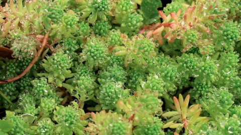 Sedum et Sempervivum tiendront, selon Groen-Direkt, une bonne place dans les ventes de ce début d'été. Au top 10 : Hydrangea, buis, lavandes, Euonymus, joubardes (Sempervivum), Dianthus, plantes de rocaille, véroniques arbustives (Hebe), rosiers, sauges.PHOTO : VALÉRIE VIDRIL