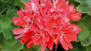 PHOTO : FLEURS DE GASCOGNE