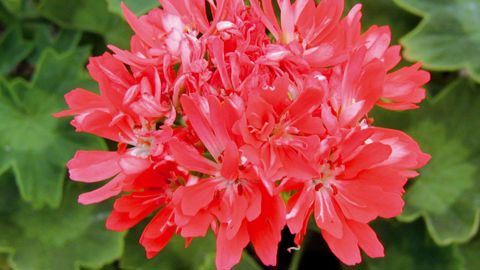 PHOTO : FLEURS DE GASCOGNE