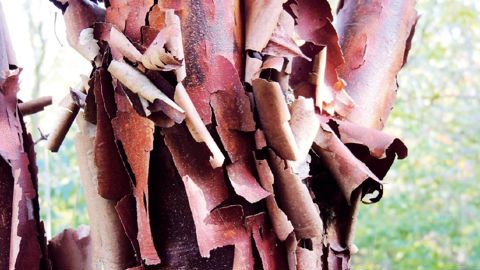 PHOTO : PÉPINIÈRE DE LA PREILLE