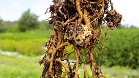 De nombreux biostimulants apportés par voies racinaires sont issus de la rhizosphère qui apporte son lot de contributeurs bénéfiques : champignons mycorhiziens, rhizobactéries promotrices de la croissance des plantes exsudats racinaires...