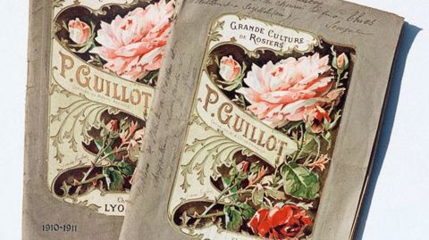 Les catalogues de 1910-1911 et 1920-1921 rassemblent les variétés que la maison Guillot proposait à ses clients.
