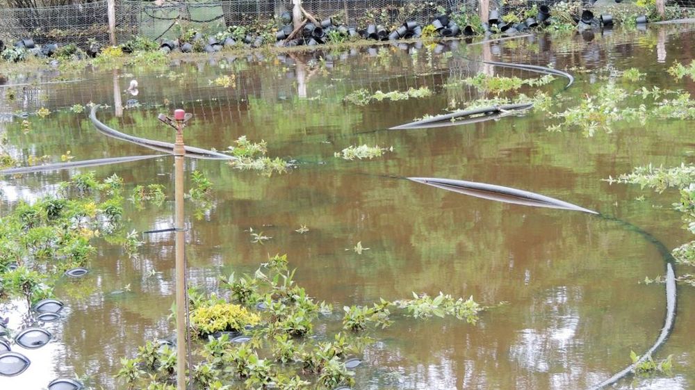 Les pépinières Loiseau, à Thoury 41), ont été touchées par la crue du Cosson. Au total, 124 000 plantes ont été immergées. L'eau est montée jusqu'à 1,10 mètre dans les cultures.