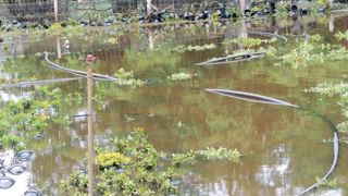 Les pépinières Loiseau, à Thoury 41), ont été touchées par la crue du Cosson. Au total, 124 000 plantes ont été immergées. L'eau est montée jusqu'à 1,10 mètre dans les cultures. Les pépinières Loiseau, à Thoury 41), ont été touchées par la crue du Cosson. Au total, 124 000 plantes ont été immergées. L'eau est montée jusqu'à 1,10 mètre dans les cultures.
