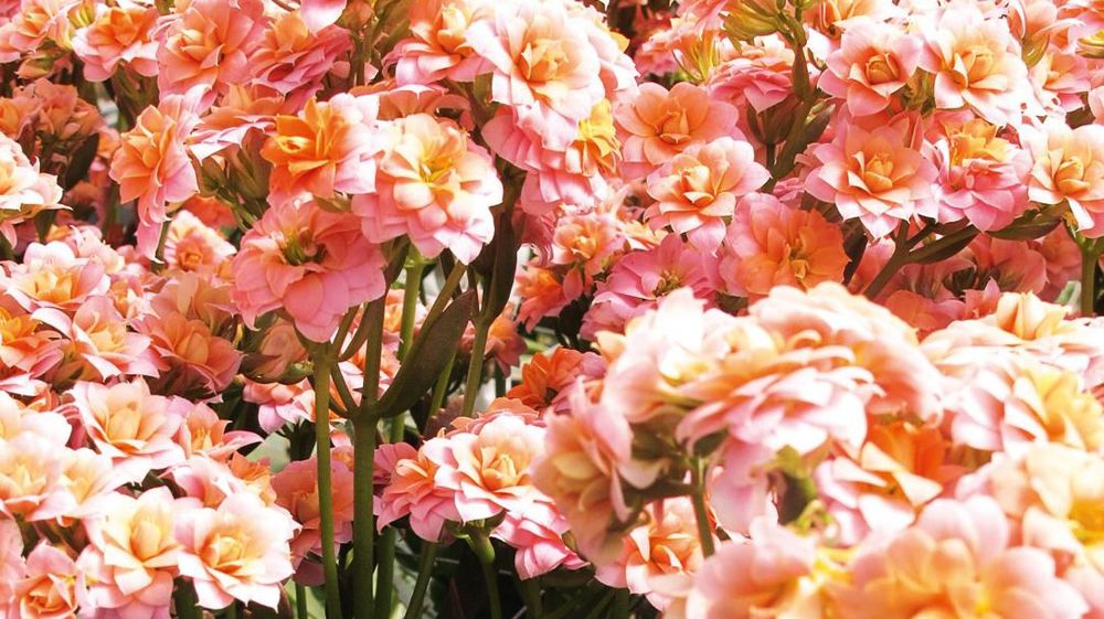 Le Scradh expérimente le Kalanchoe pour la fleur coupée. La plante a de nombreux atouts, dont sa tenue en vase, mais son itinéraire de production doit encore être optimisé.