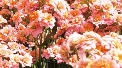 Le Scradh expérimente le Kalanchoe pour la fleur coupée. La plante a de nombreux atouts, dont sa tenue en vase, mais son itinéraire de production doit encore être optimisé.