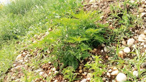 Le règlement relatif aux espèces exotiques envahissantes, en cours d'adoption, entend prévenir et limiter les effets négatifs de leur introduction et de leur propagation sur la biodiversité, la santé humaine, les activités économiques... Ici, l'ambroisie, allergisante et nuisible aux récoltes.PHOTO : CLAUDE THIERY