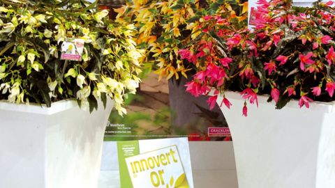 Parmi les quatre médaillés d'or au concours Innovert® 2012, ces deux Begonia boliviensis ont retenu l'attention du jury pour leurs coloris inédits.