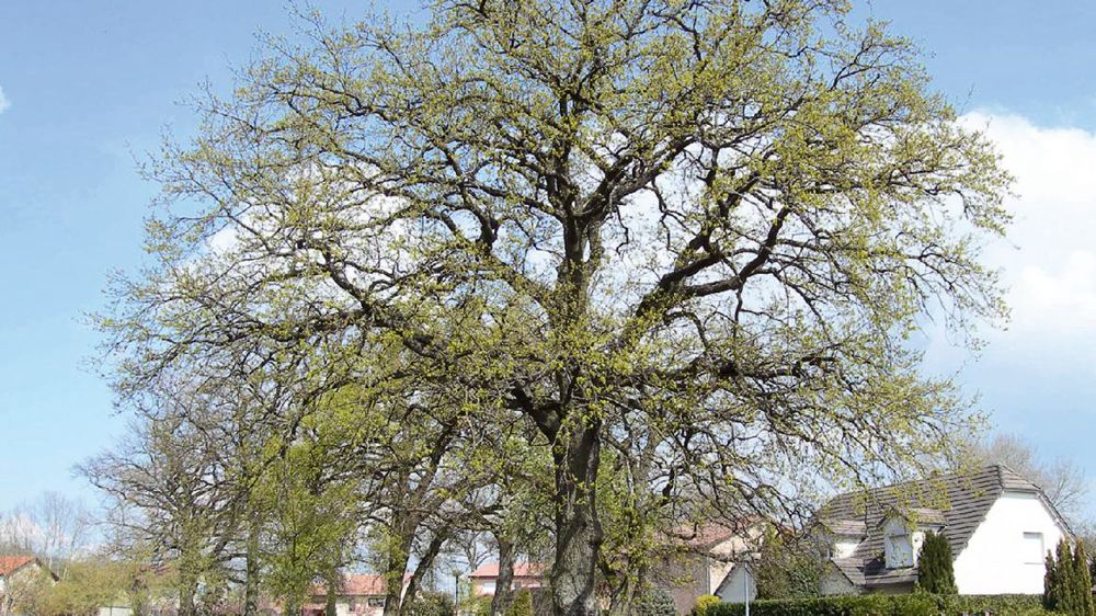 Les arbres remarquables de Metz (57) sont désormais protégés par un document officiel facile d'accès et compréhensible par tous.PHOTO : VILLE DE METZ Les arbres remarquables de Metz (57) sont désormais protégés par un document officiel facile d'accès et compréhensible par tous.PHOTO : VILLE DE METZ