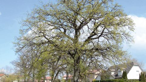 Les arbres remarquables de Metz (57) sont désormais protégés par un document officiel facile d'accès et compréhensible par tous.PHOTO : VILLE DE METZ