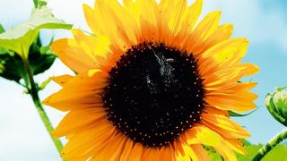 PHOTO : FLEUROSELECT