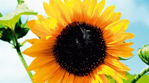 PHOTO : FLEUROSELECT