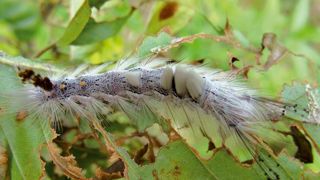 Entre 2000 et 2008, 57 % des insectes xylophages envahissants en Europe étaient originaires d'Asie. Ces ravageurs ou parasites ne font généralement pas de dégâts dans leur pays d'origine : ils y ont leurs ennemis naturels et les espèces-hôtes sont plus résistantes.PHOTO : INRA-ORLÉANS Entre 2000 et 2008, 57 % des insectes xylophages envahissants en Europe étaient originaires d'Asie. Ces ravageurs ou parasites ne font généralement pas de dégâts dans leur pays d'origine : ils y ont leurs ennemis naturels et les espèces-hôtes sont plus résistantes.PHOTO : INRA-ORLÉANS