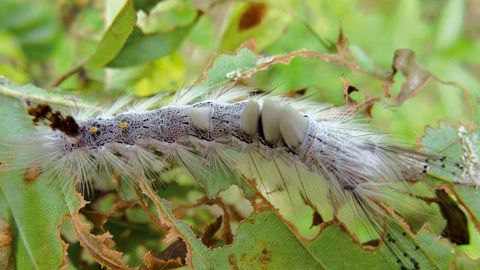 Entre 2000 et 2008, 57 % des insectes xylophages envahissants en Europe étaient originaires d'Asie. Ces ravageurs ou parasites ne font généralement pas de dégâts dans leur pays d'origine : ils y ont leurs ennemis naturels et les espèces-hôtes sont plus résistantes.PHOTO : INRA-ORLÉANS