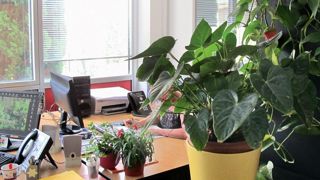 Des plantes dans les bureaux : une nouvelle étude affirme qu'elles permettent d'améliorer le bien-être au travail et donc la productivité. Des plantes dans les bureaux : une nouvelle étude affirme qu'elles permettent d'améliorer le bien-être au travail et donc la productivité.