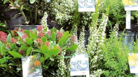 Pour Kerisnel les Pépinières, le gris, « cette couleur sobre et élégante encore peu déclinée dans l'univers végétal, présente désormais un caractère fortement identitaire ».