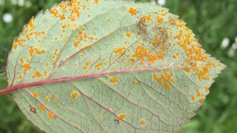 Les traitements autorisés contre la rouille du rosier sont indiqués à l'usage « Rosier - traitement des parties aériennes - rouille(s) » et concernent l'ensemble des espèces et cultivars du genre Rosa.