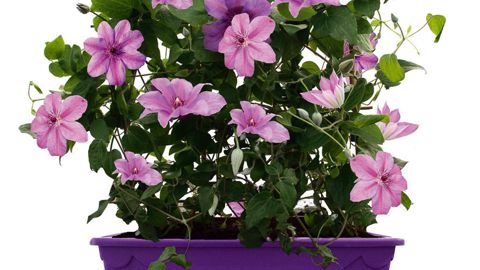 Success® Candy 'TRA415' en jardinière : la de type horticole.PHOTO : TRAVERS