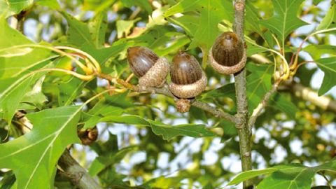 Quercus gravesii, originaire du Texas.PHOTO : INRA-ORLÉANS