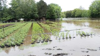 Au sein de certaines exploitations, plants et semis sont restés plusieurs jours sous l'eau, comme ici aux pépinières Loiseau, à Thoury (41).PÉPINIÈRES LOISEAU THOURY Au sein de certaines exploitations, plants et semis sont restés plusieurs jours sous l'eau, comme ici aux pépinières Loiseau, à Thoury (41).PÉPINIÈRES LOISEAU THOURY