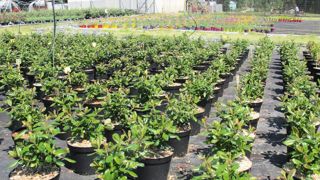 Sur les 36 projets d'expérimentation présentés dans l'appel à projets 2016, 22 seront financés. Ici, la station Astredhor de Saint-Germain-en-Laye (78).