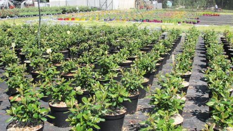 Sur les 36 projets d'expérimentation présentés dans l'appel à projets 2016, 22 seront financés. Ici, la station Astredhor de Saint-Germain-en-Laye (78).