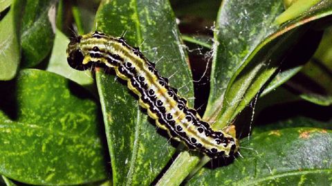 La pyrale du buis présente une tête noire et un corps vert ponctué de verrues noires et de poils clairs.PHOTO : J.-C. MARTIN